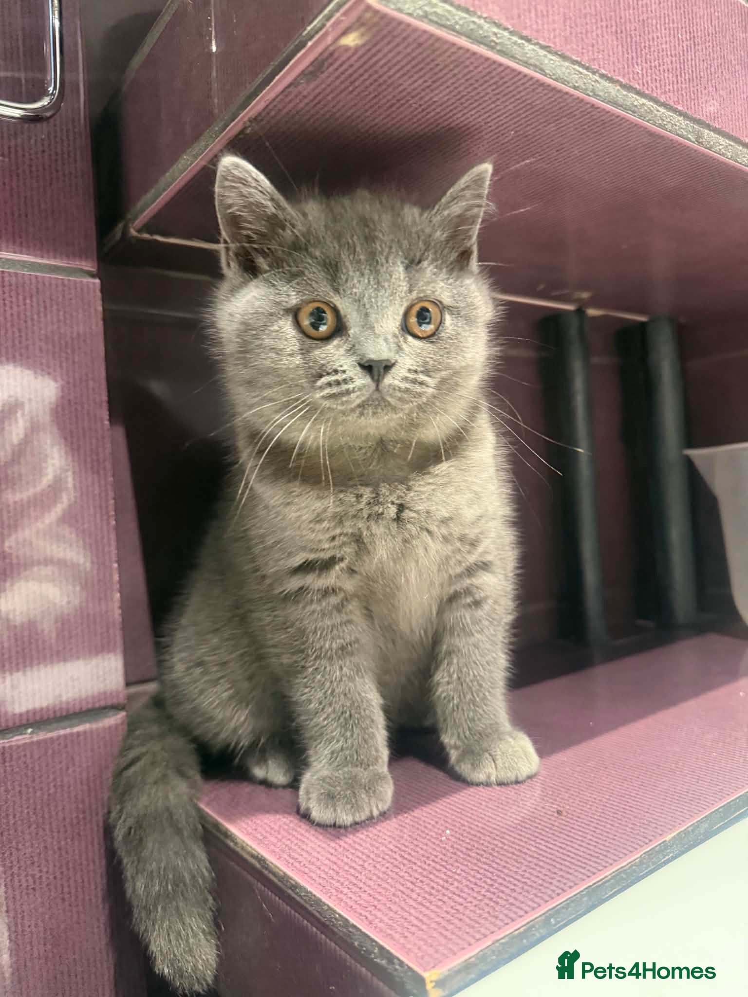 British Shorthair cats Beautiful British Shorthair Blue Kittens  - Advert 2