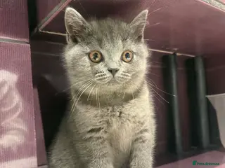 British Shorthair cats Beautiful British Shorthair Blue Kittens - Advert 2