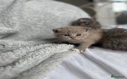 Scottish Fold cats for sale: Scottish Fold Kittens - Image 4