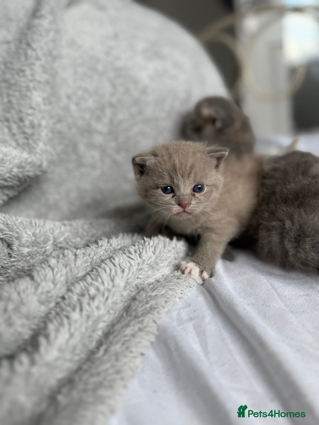 Scottish Fold cats for sale: Scottish Fold Kittens - Image 4
