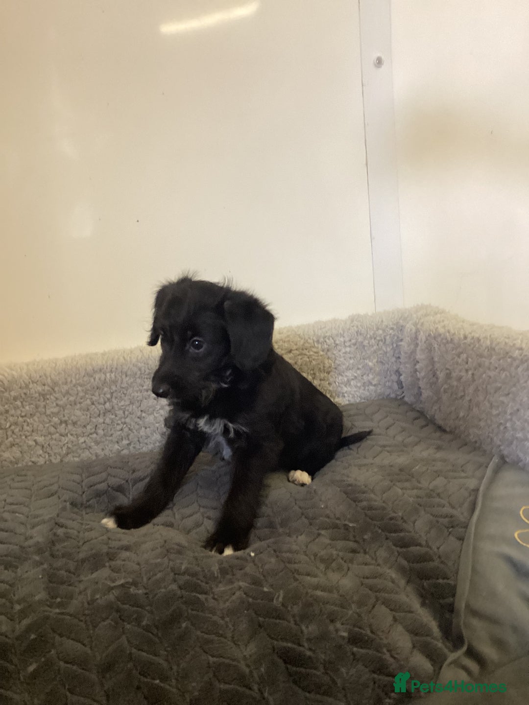 Mixed Breed dogs for sale: Whippet x bedlington - Image 12