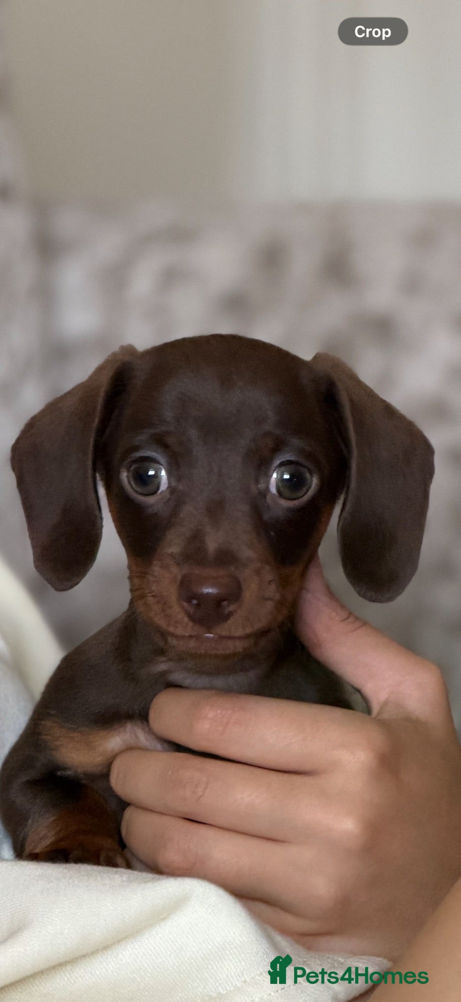 Dachshund dogs Miniature Dachshund Puppies  - Advert 2