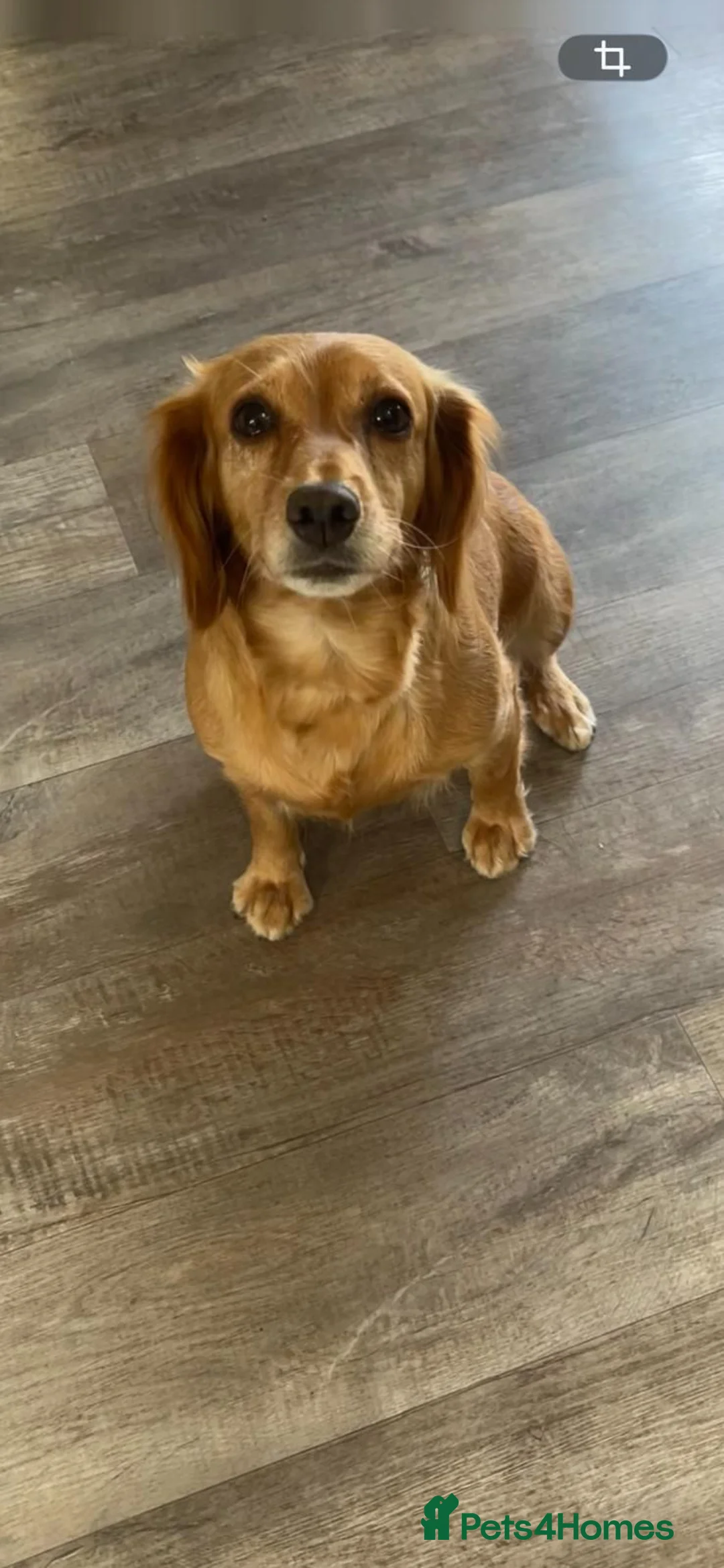 Cockapoo dogs for sale: Cockapoo in Auchterarder - Advert 1