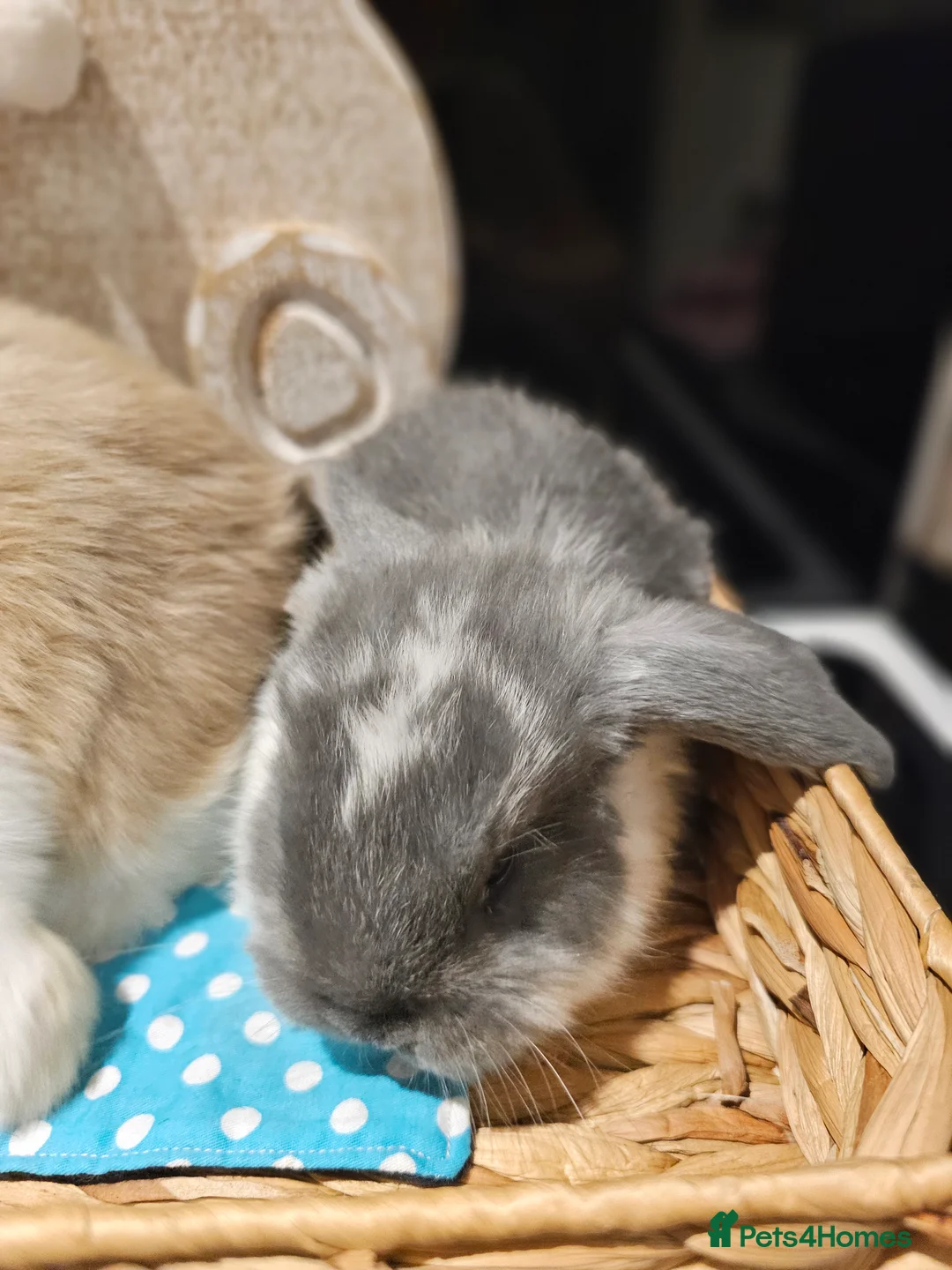 French Lop rabbits for sale: Giant French Lop Babies - Advert 10