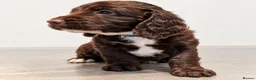 Mixed Breed dogs for sale: Beautiful Sproodle Puppies ready In 1 week! - Advert 11