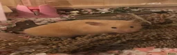 Hamster rodents for sale: Female Syrian hamster in need of home - Advert 1
