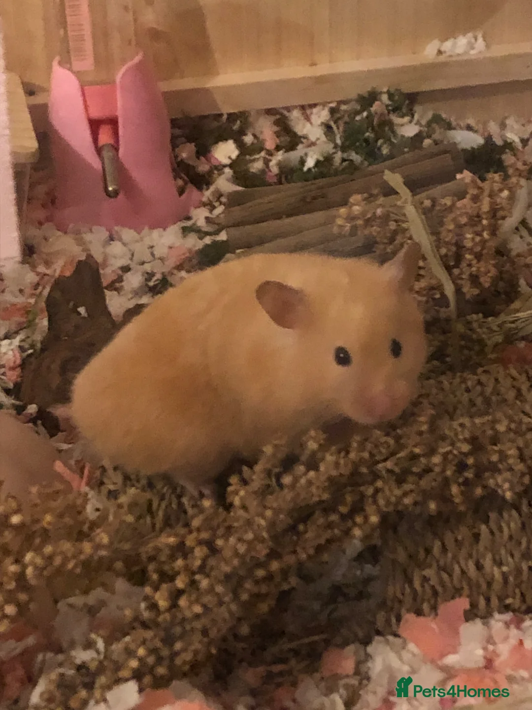 Hamster rodents for sale: Female Syrian hamster in need of home - Advert 1