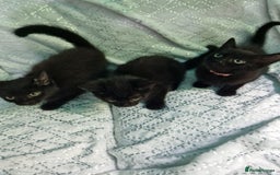 British Shorthair cats for sale:  Lovely 3 tabby male & 3 black female kittens. - Image 8