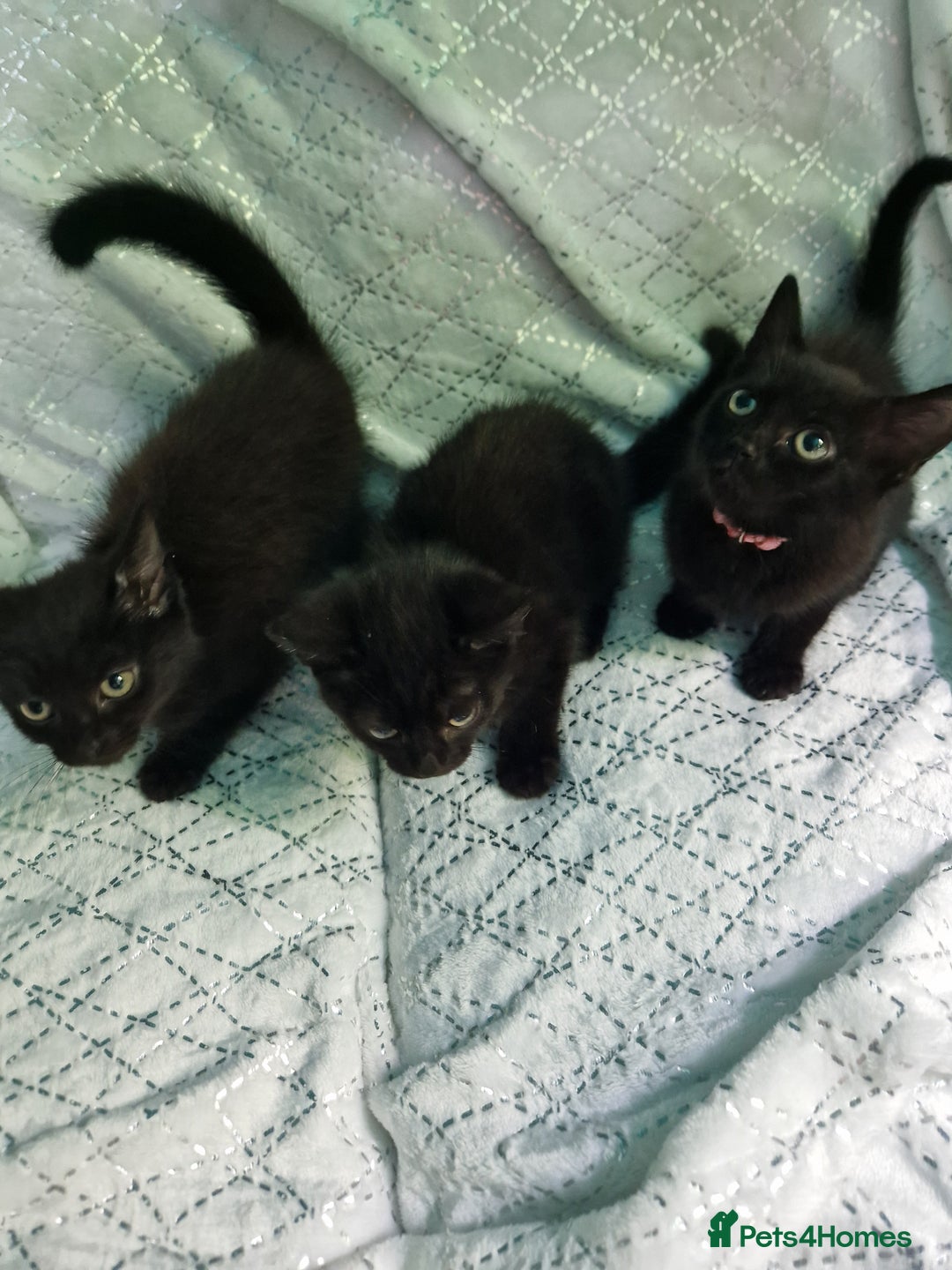 British Shorthair cats for sale:  Lovely 3 tabby male & 3 black female kittens. - Image 8