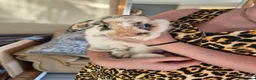 Mini Lop rabbits for sale: Male minilop rabbit - Advert 3