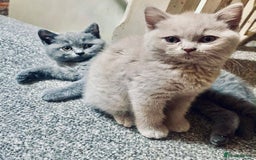 British Shorthair cats for sale: 5 generations pedigree British Shorthair Kittens - Image 2