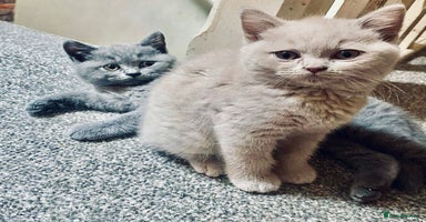 British Shorthair cats - Advert 11
