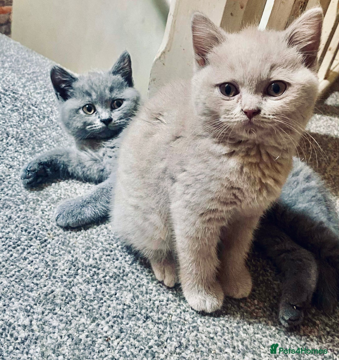 British Shorthair cats for sale: 5 generations pedigree British Shorthair Kittens - Image 2
