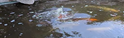 Koi Carp fish for sale: Established Pond Clearance 11 Mixed Koi & Goldfish in Margate - Advert 4