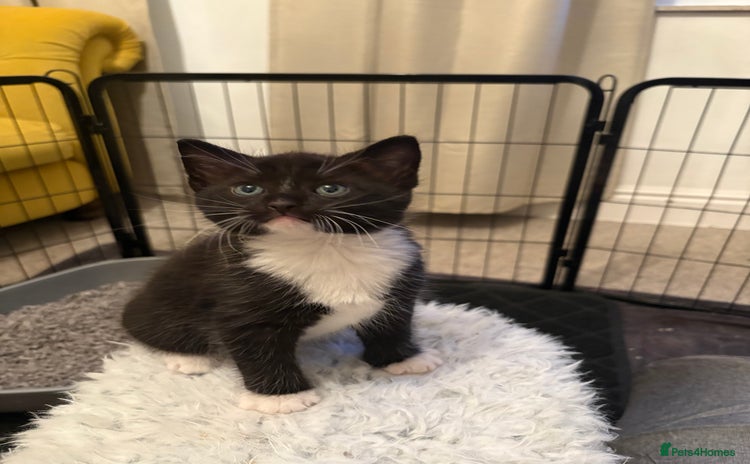 Mixed Breed cats - Advert 4