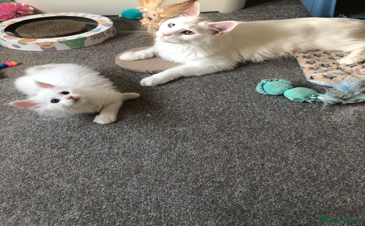 Maine Coon cats - Advert 2