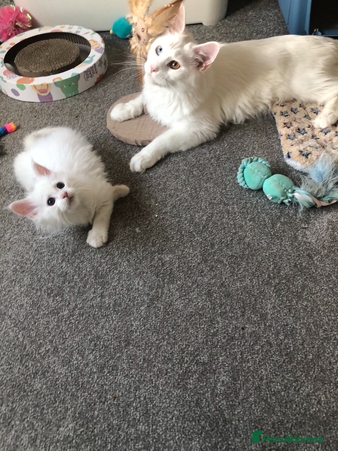 Maine Coon cats for sale: White Maine Coon GCCF - Image 1