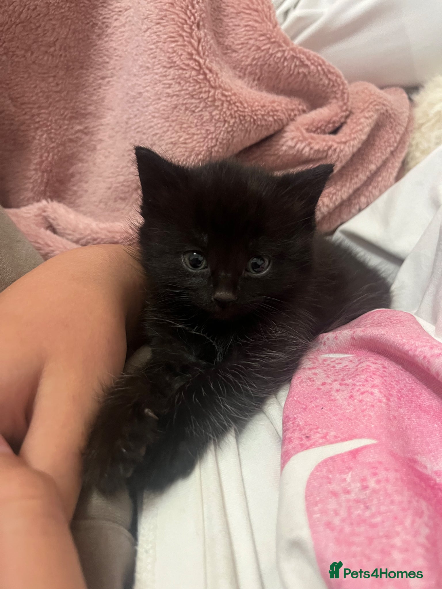 Mixed Breed cats Ready to go  - Advert 17