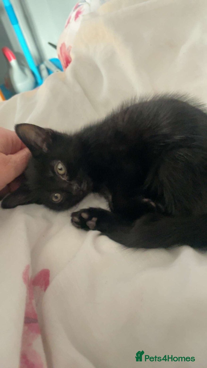 American Shorthair cats 1 Male Black Kitten! - Advert 10