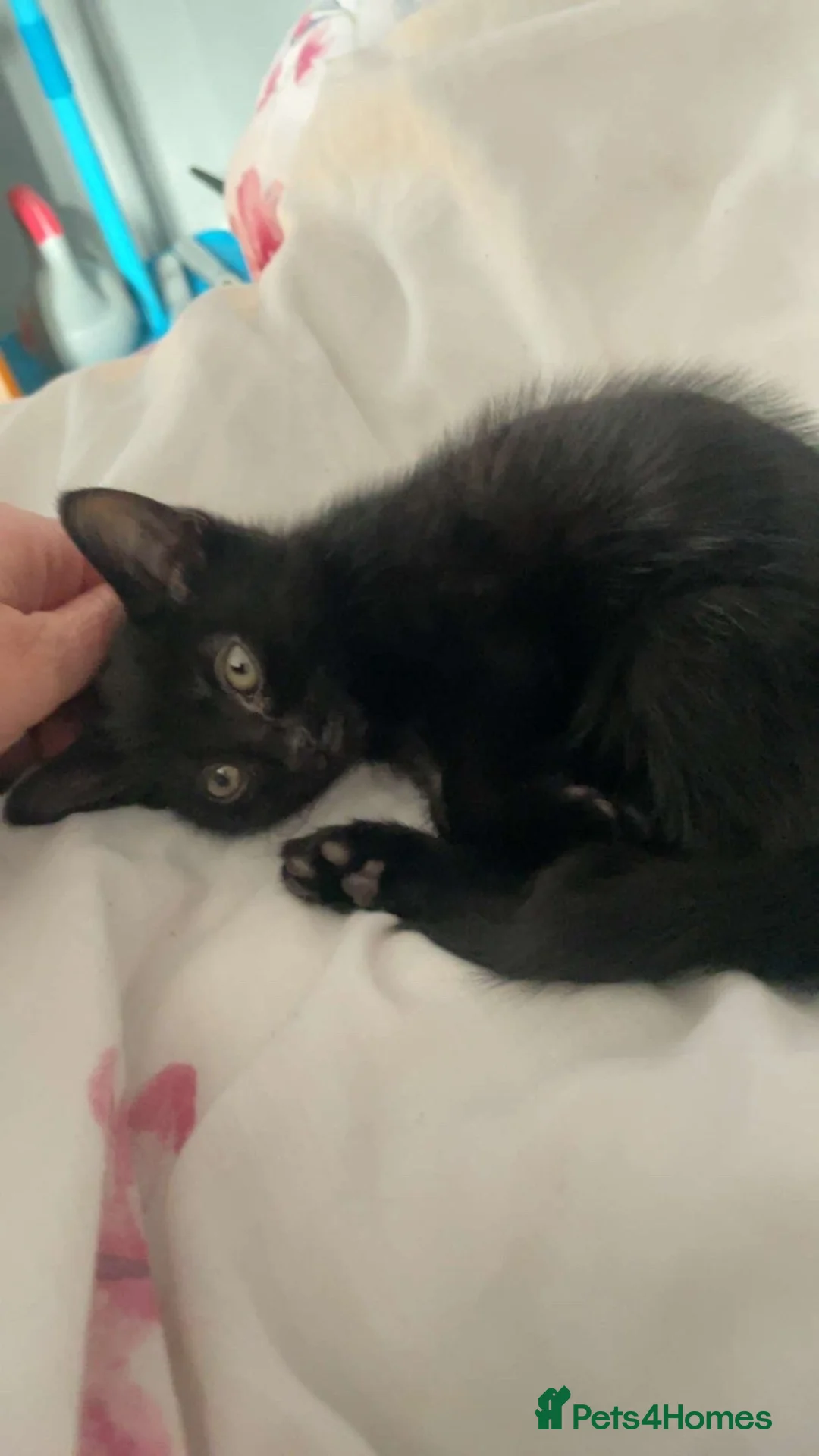 American Shorthair cats for sale: 1 Male Black Kitten! - Advert 1
