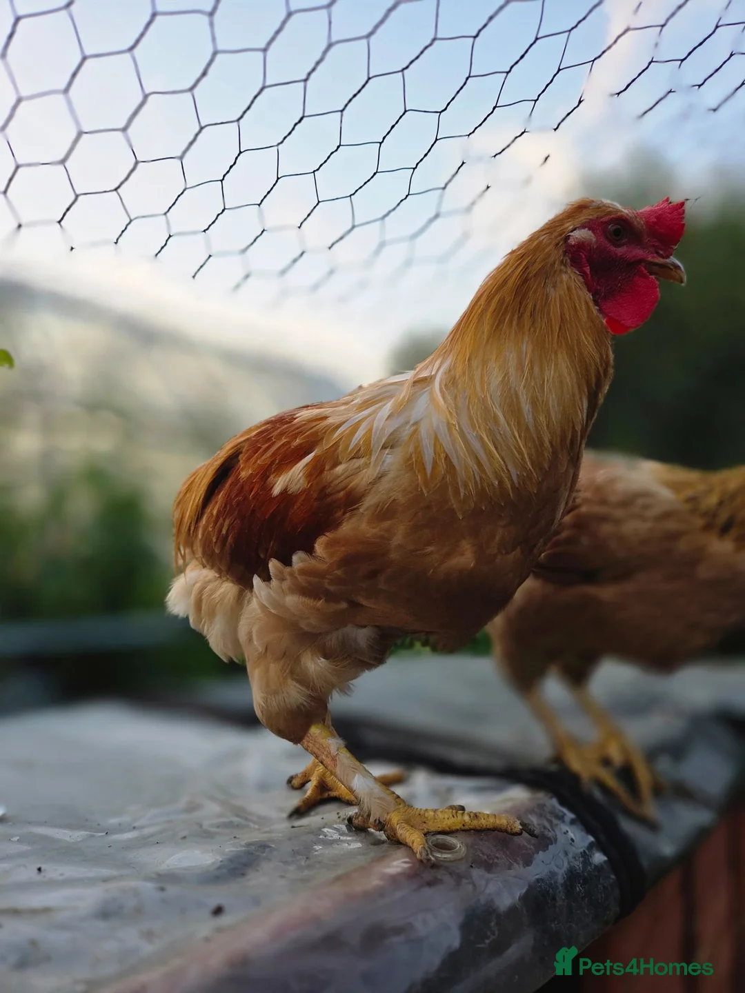 Chickens poultry for sale: 🐓 Brahma × Legbar × isa brown rooster in Folkestone - Advert 6