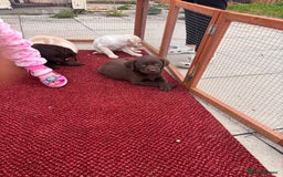 Labrador Retriever dogs for sale: Lab puppies  - Image 3