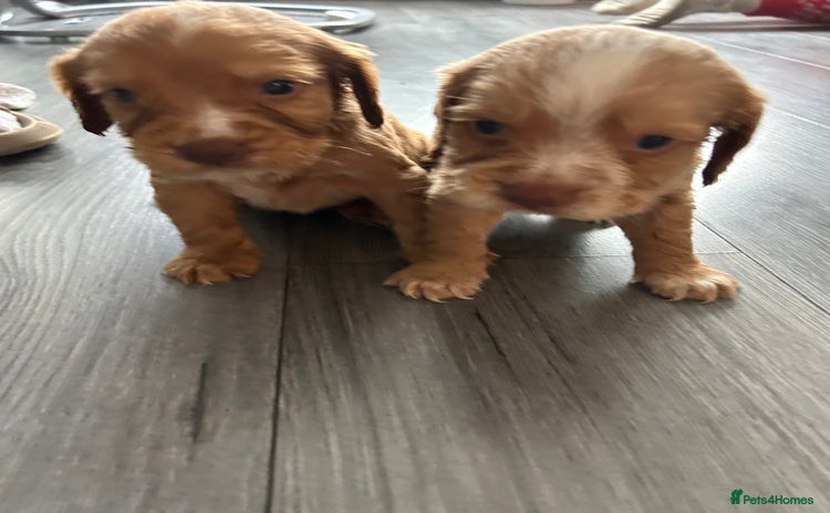 Cocker Spaniel dogs - Advert 1