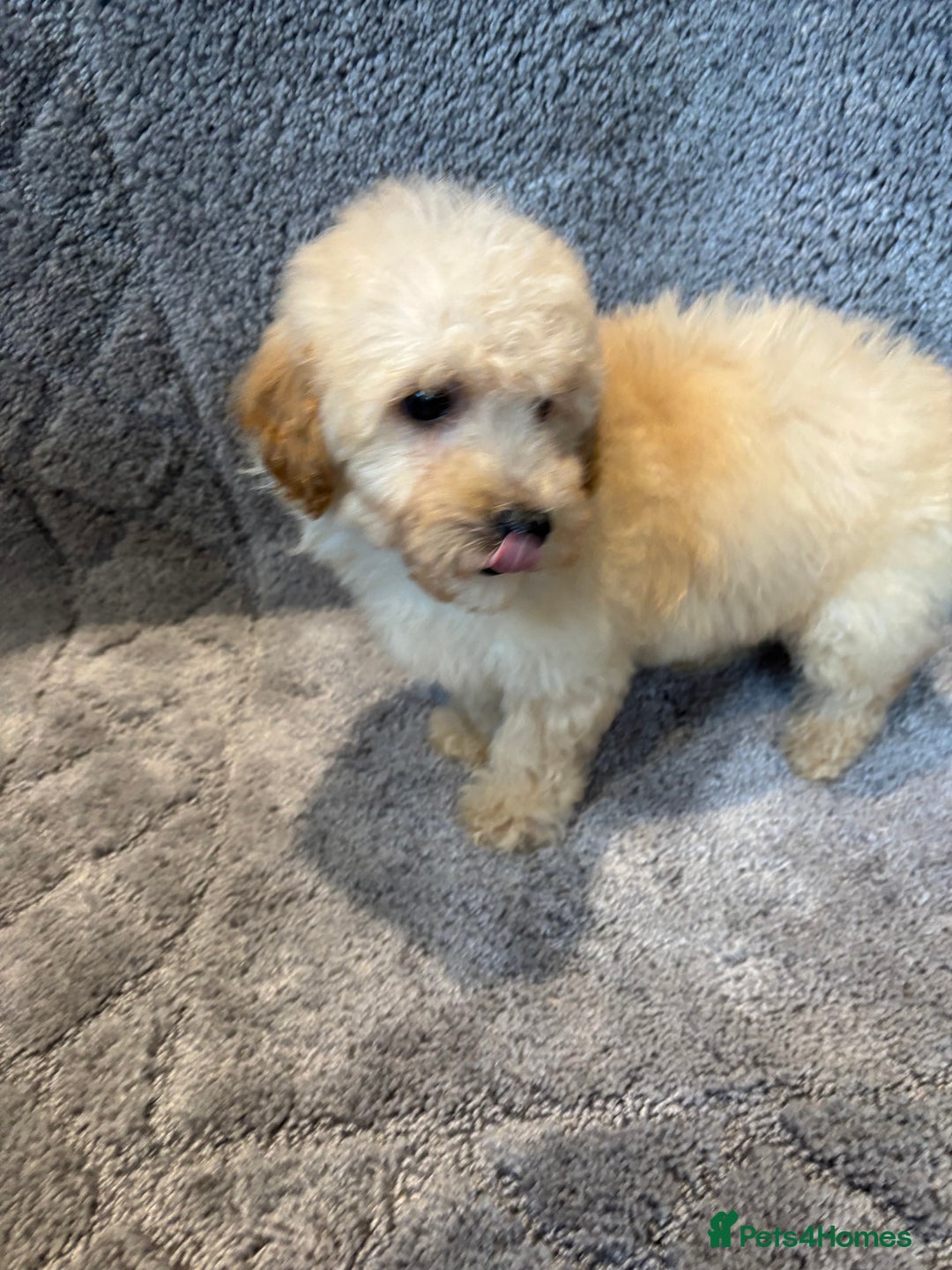 Poochon dogs for sale: Beautiful f1 poochon puppys READY NOW!!! - Advert 9