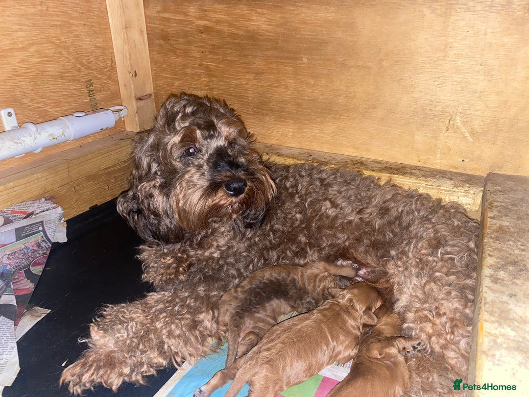Cockapoo dogs for sale: Beautiful F1b Toy Cockapoo puppies  - Image 10