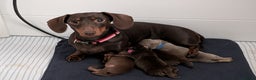 Miniature Dachshund dogs for sale: Miniature dachund  - Advert 3