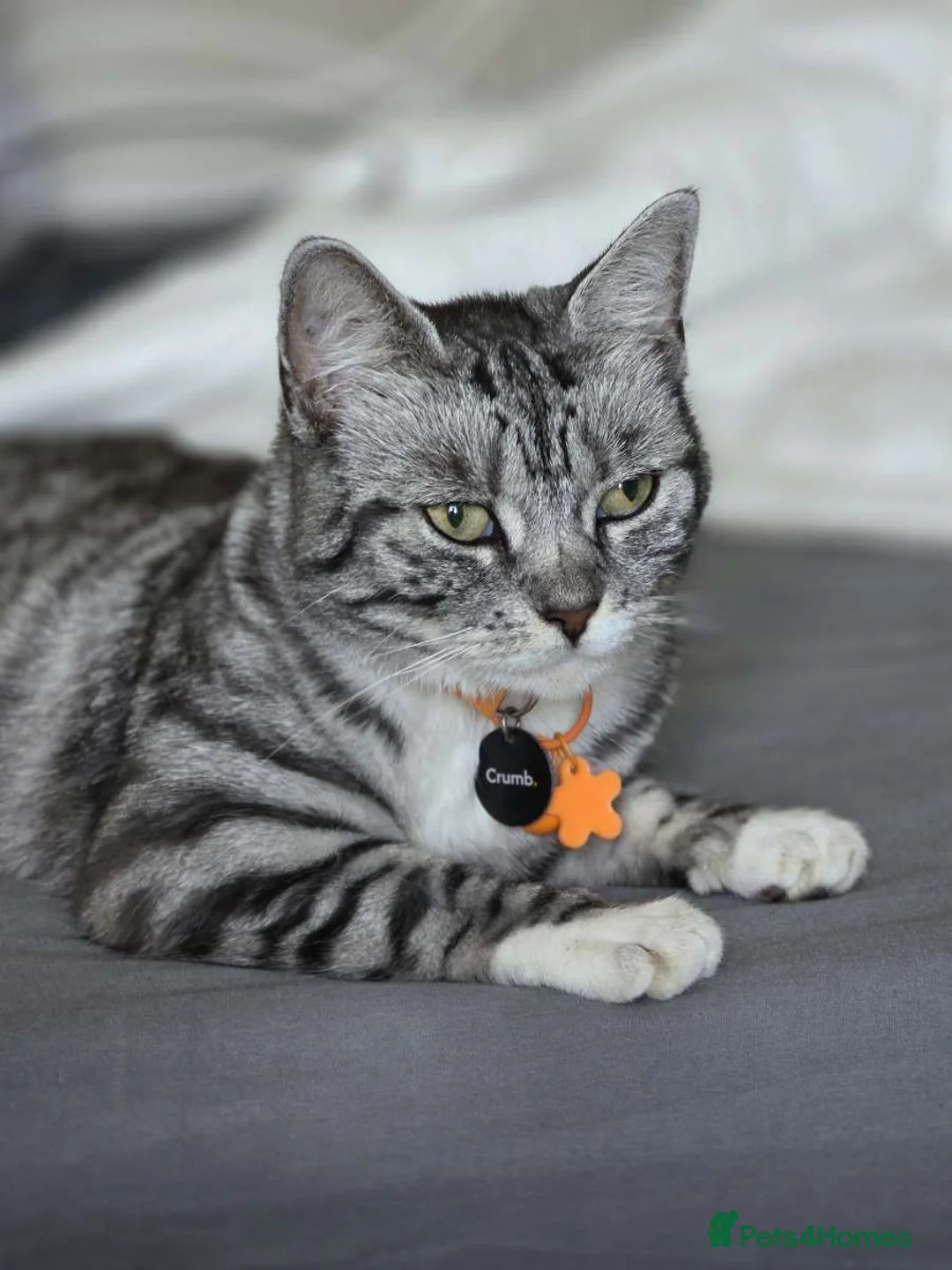 Bengal cats for sale: 4 Year Old Female Bengal in Halifax - Advert 1