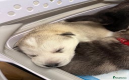 Siberian Husky dogs for sale: 1 female and 2 male huskies for sale - Advert 16