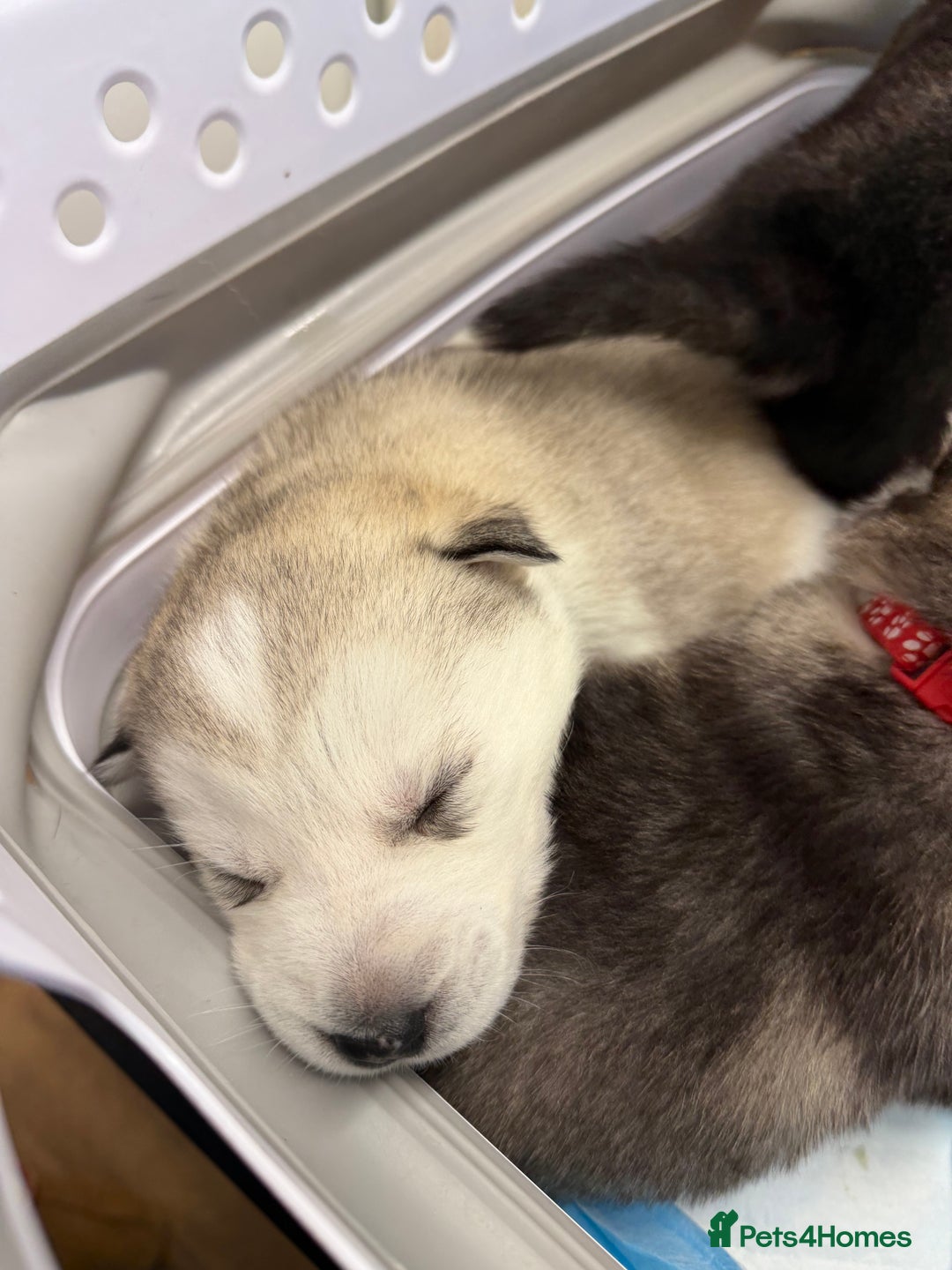 Siberian Husky dogs for sale: 1 female and 2 male huskies for sale - Advert 16