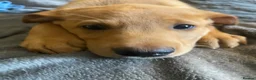Labrador Retriever dogs for sale: Extensively health tested  Red Labrador puppies  - Advert 10