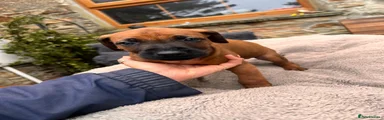 Rhodesian Ridgeback 2