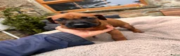 Rhodesian Ridgeback dogs for sale: Rhodesian Ridgeback Puppies - Advert 9
