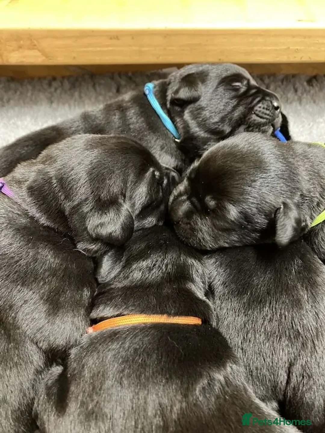 Labrador Retriever dogs for sale: CHUNKY SHOW TYPE BLACK KC REG LABRADOR PUPPIES - Advert 5