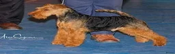 Welsh Terrier dogs for sale: Beautiful Welsh terrier puppy girl - Advert 3