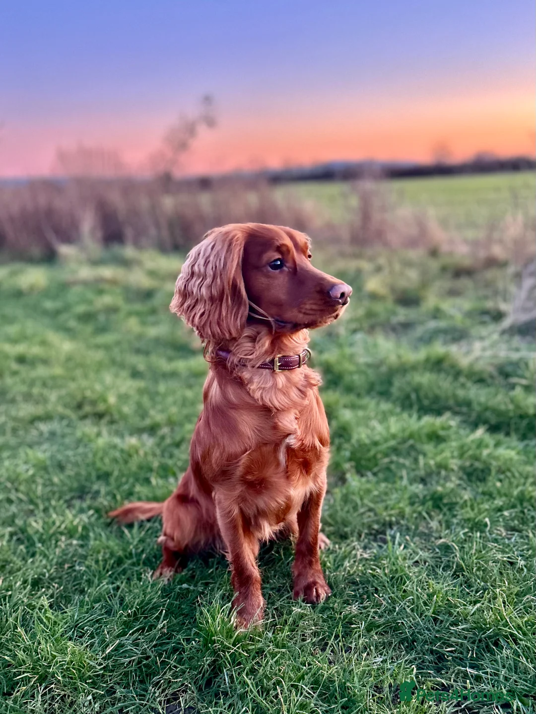 Cocker Spaniel dogs for stud: Cocker Spaniel Stud - Advert 4