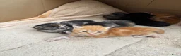 Scottish Fold cats for sale: 6 Scottish fold kittens  - Advert 6