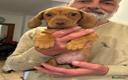Miniature Dachshund dogs for sale: Miniature Dachshund Puppies  - Image 25