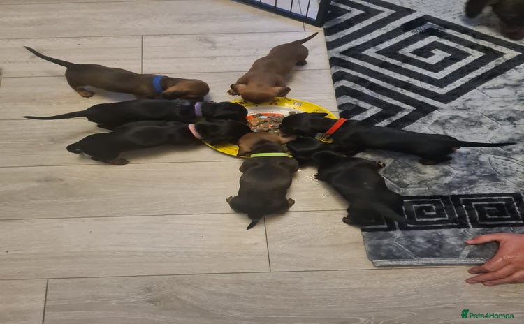Miniature Dachshund dogs - Advert 1