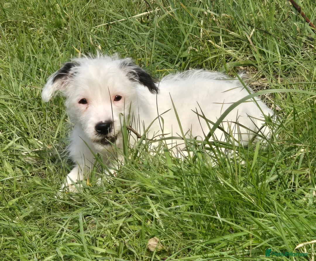 Jack Russell dogs for sale: Jack russel boy - Advert 1