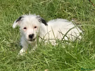 Jack Russell dogs Jack russel boy - Advert 1