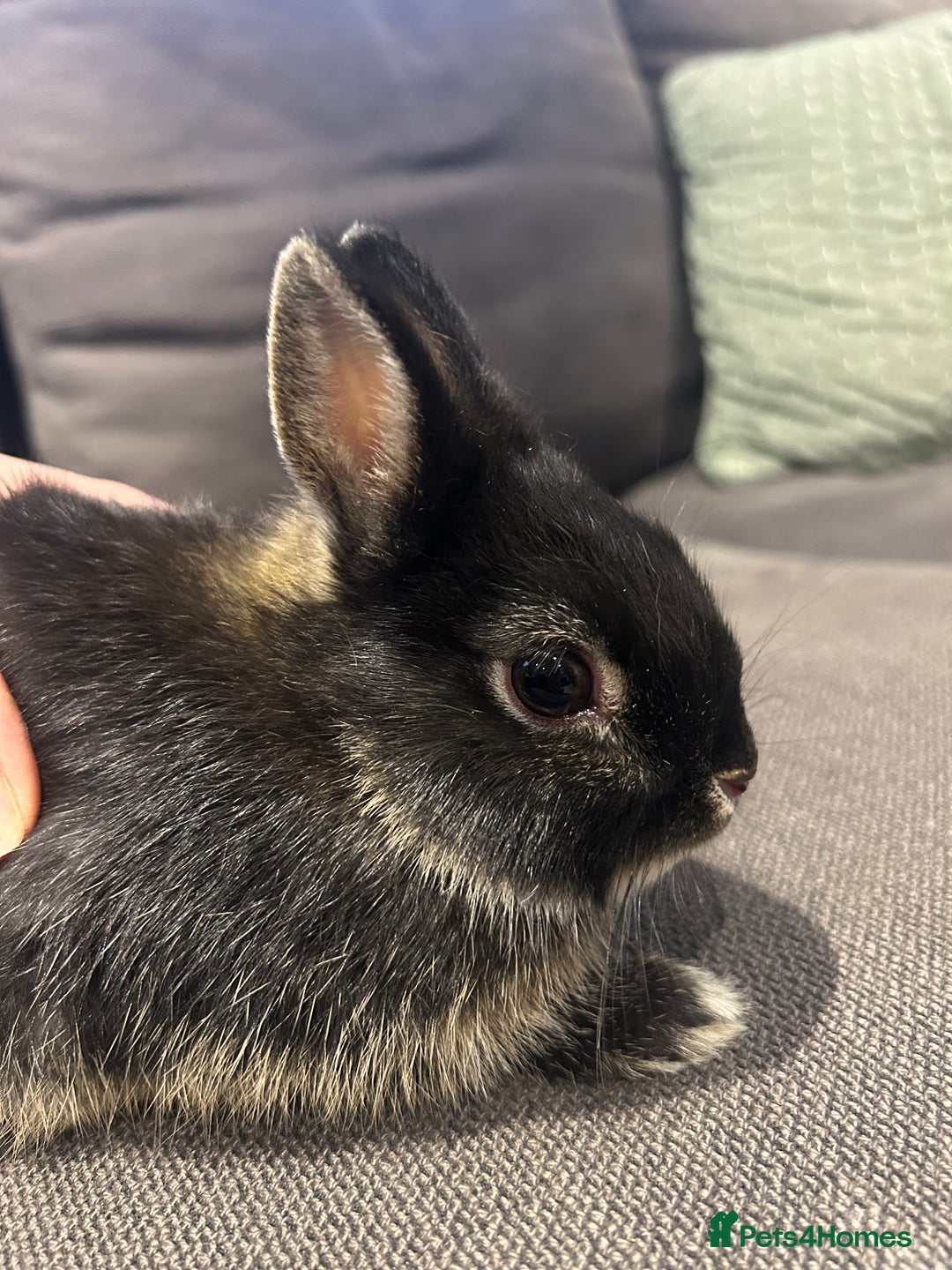 Netherland Dwarf rabbits for sale: Brother & sister bunnies to be homed together  - Advert 5