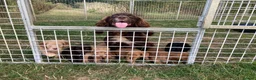 Cocker Spaniel dogs for sale: Cocker Spaniel puppies  - Advert 9