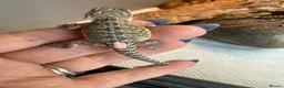 Bearded Dragon reptiles for sale: Baby bearded dragons - Advert 12