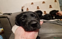 Mixed Breed dogs for sale: 🌟 Collie x Golden Retriever Puppies 🌟 - Image 27