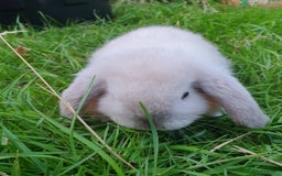 Mini Lop rabbits for sale: Friendly baby mini lops - vacc with Yurvac RHD2 - Image 8