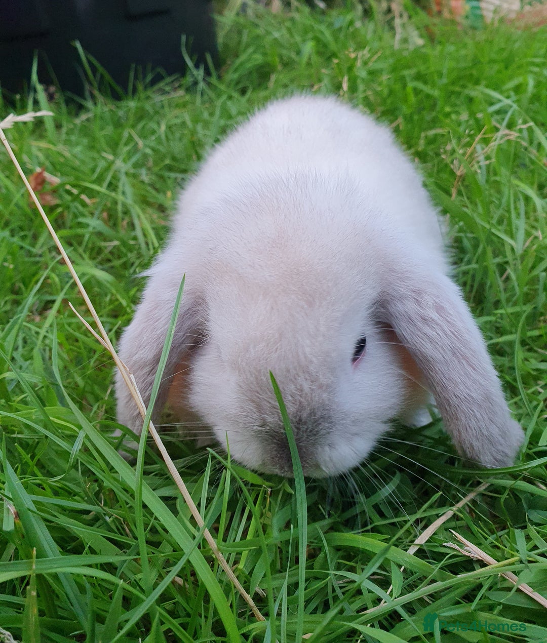 Mini Lop rabbits for sale: Friendly baby mini lops - vacc with Yurvac RHD2 - Image 8